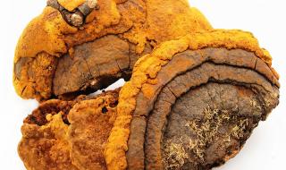 桑黄怎么长出来的 野生桑树桑黄的辨别